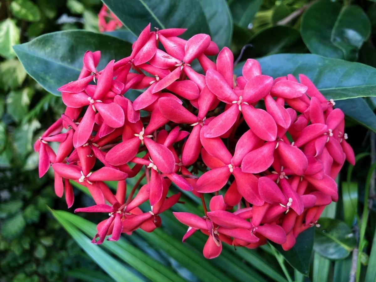 Pousada-Zen Bougainville Salvador Bagian luar foto